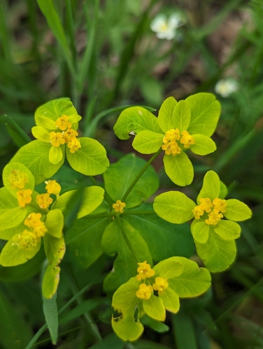 Euphorbia epithymoides