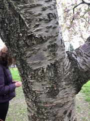 Prunus