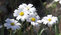 Melampodium leucanthum