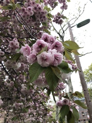 Prunus