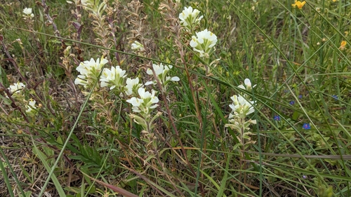 Image of Castilleja halophila by (c) Joseph Aubert, some rights reserved (CC BY)