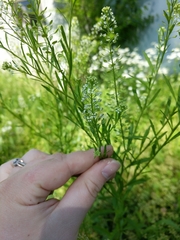 Lepidium virginicum virginicum