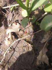 Trombidium holosericeum