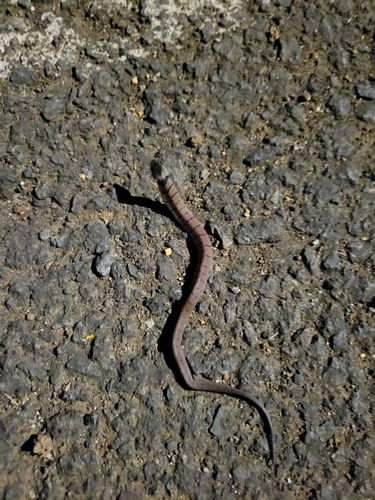 Spotted Coffee Snake