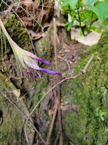 Image of Tillandsia Juncea (Tillandsia juncea) by (c) Jake Rehage, some rights reserved (CC BY)