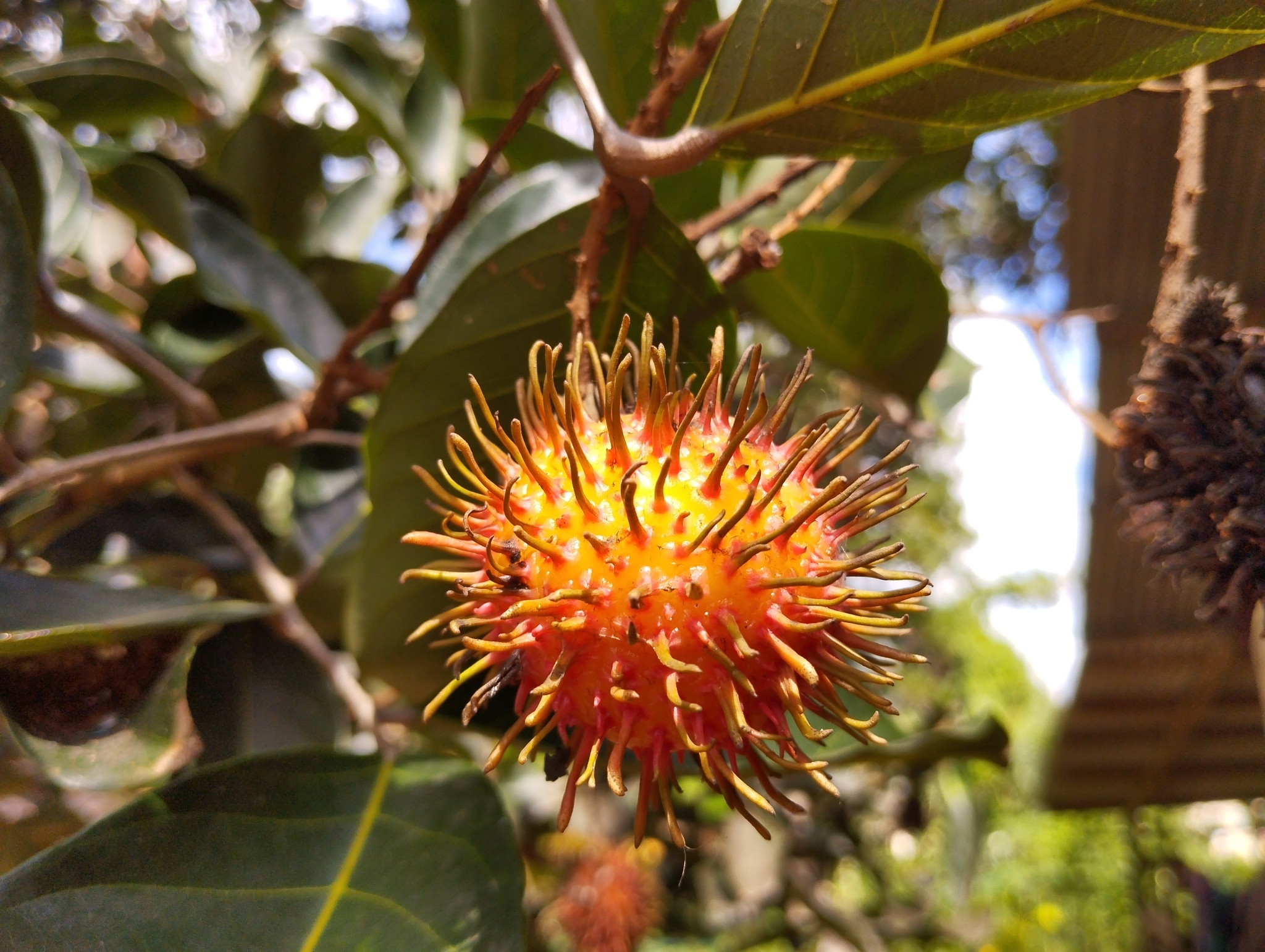 Imagem de Rambutan