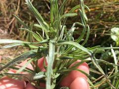 Hemizonia congesta lutescens