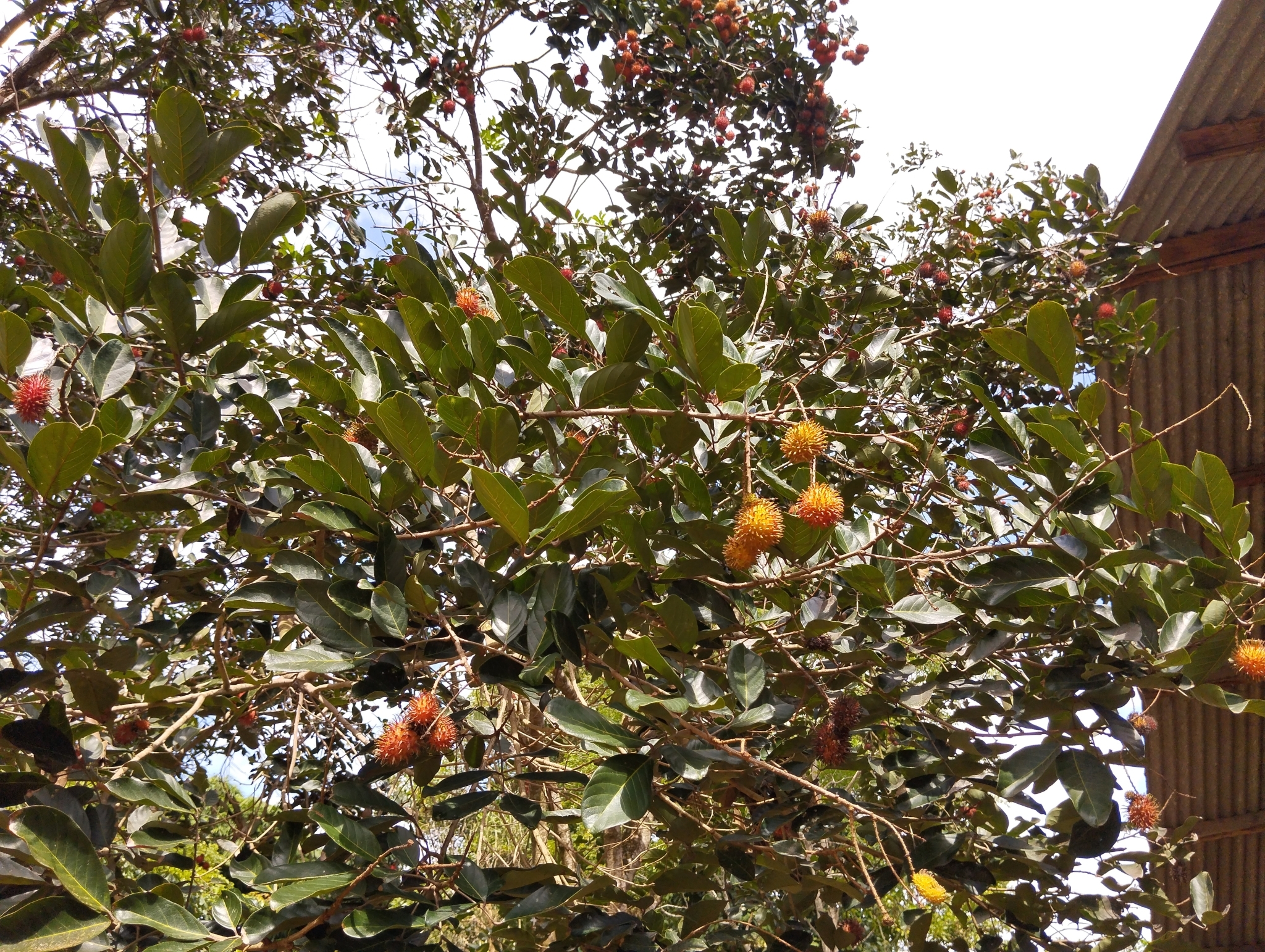 Imagem de Rambutan