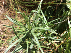 Hemizonia congesta lutescens