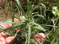 Hemizonia congesta lutescens