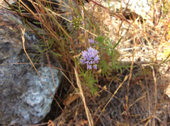 Gilia capitata capitata