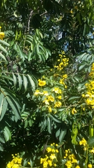 Senna viarum