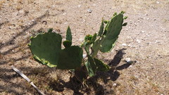 Opuntia monacantha