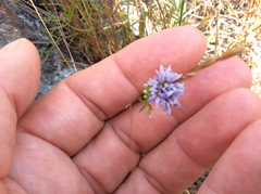 Gilia capitata capitata