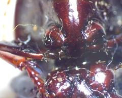 Pterostichus sculptus