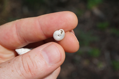 Daedalochila mooreana