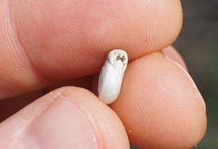 Daedalochila mooreana