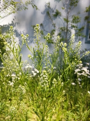 Lepidium virginicum virginicum