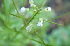 Cardamine amara