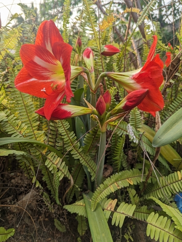 Foto de Amarílis