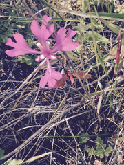 Clarkia concinna