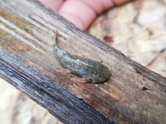 Chaetostoma