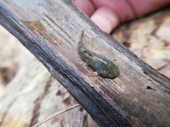Chaetostoma