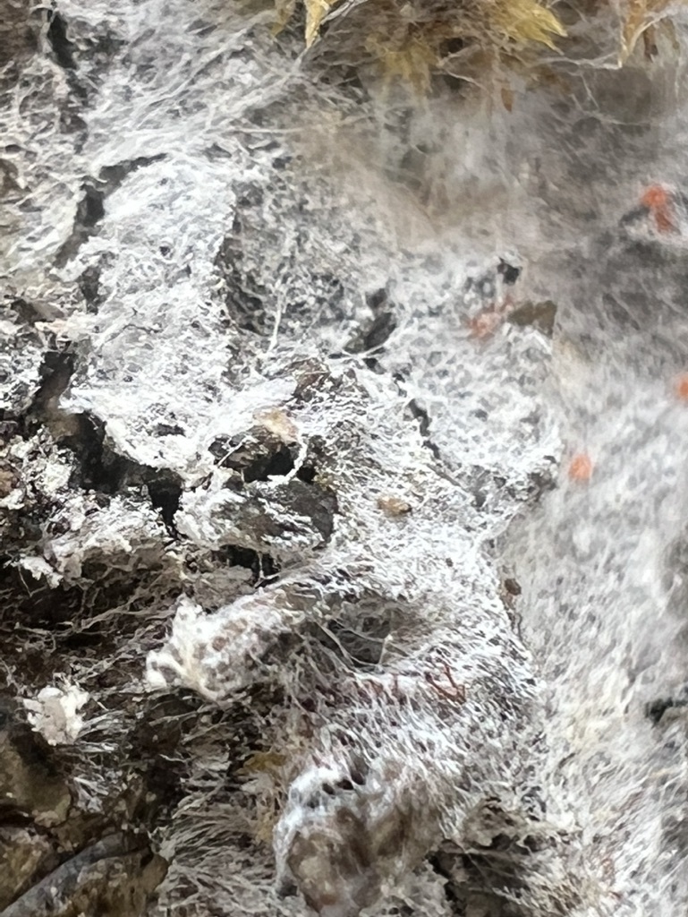 cobweb duster from Lane County, OR, USA on April 14, 2024 at 11:27 AM ...