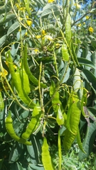 Senna viarum