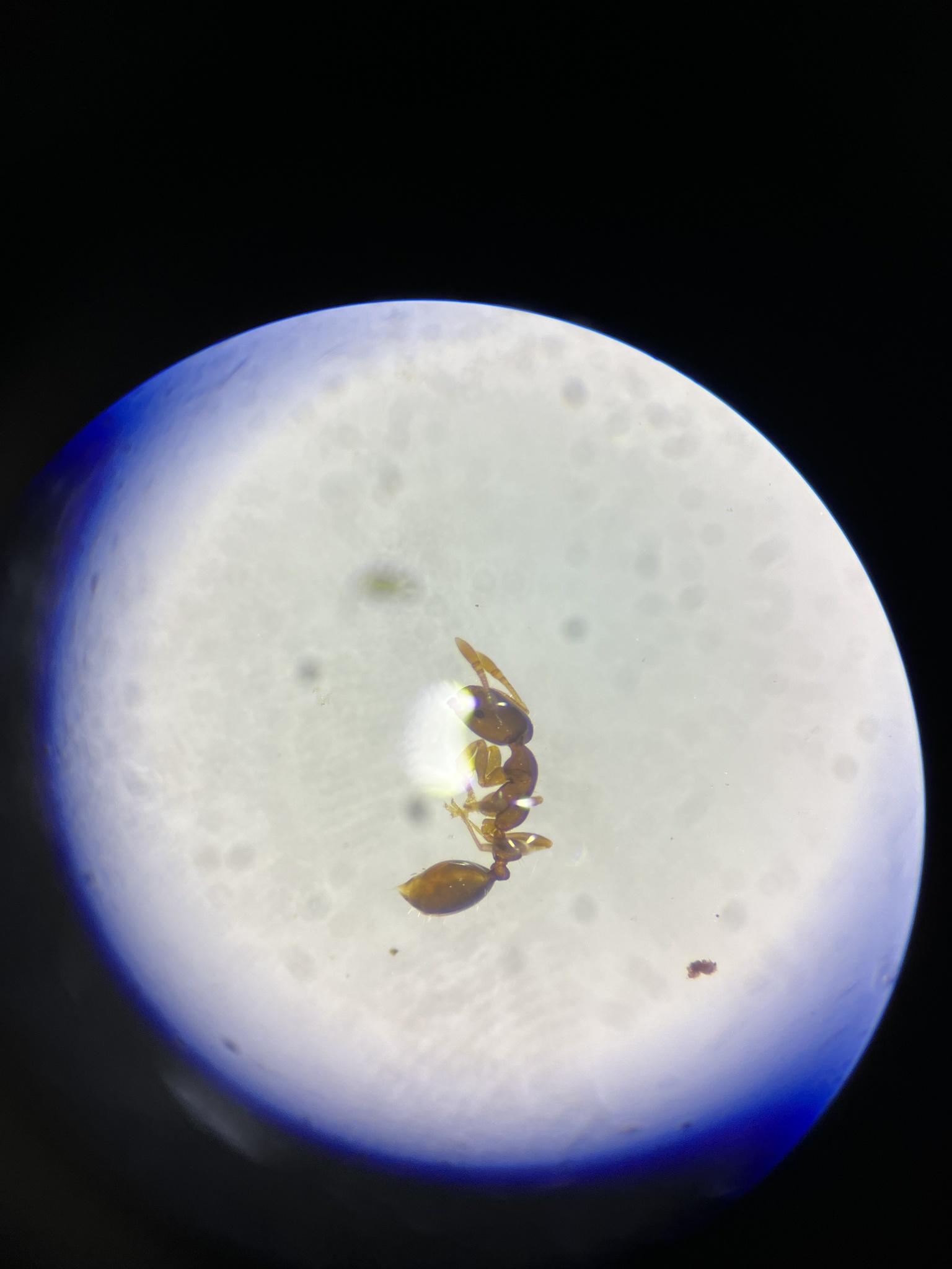 Monomorium antipodum