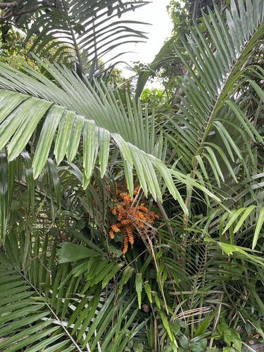 Arenga ryukyuensis iNat (1)