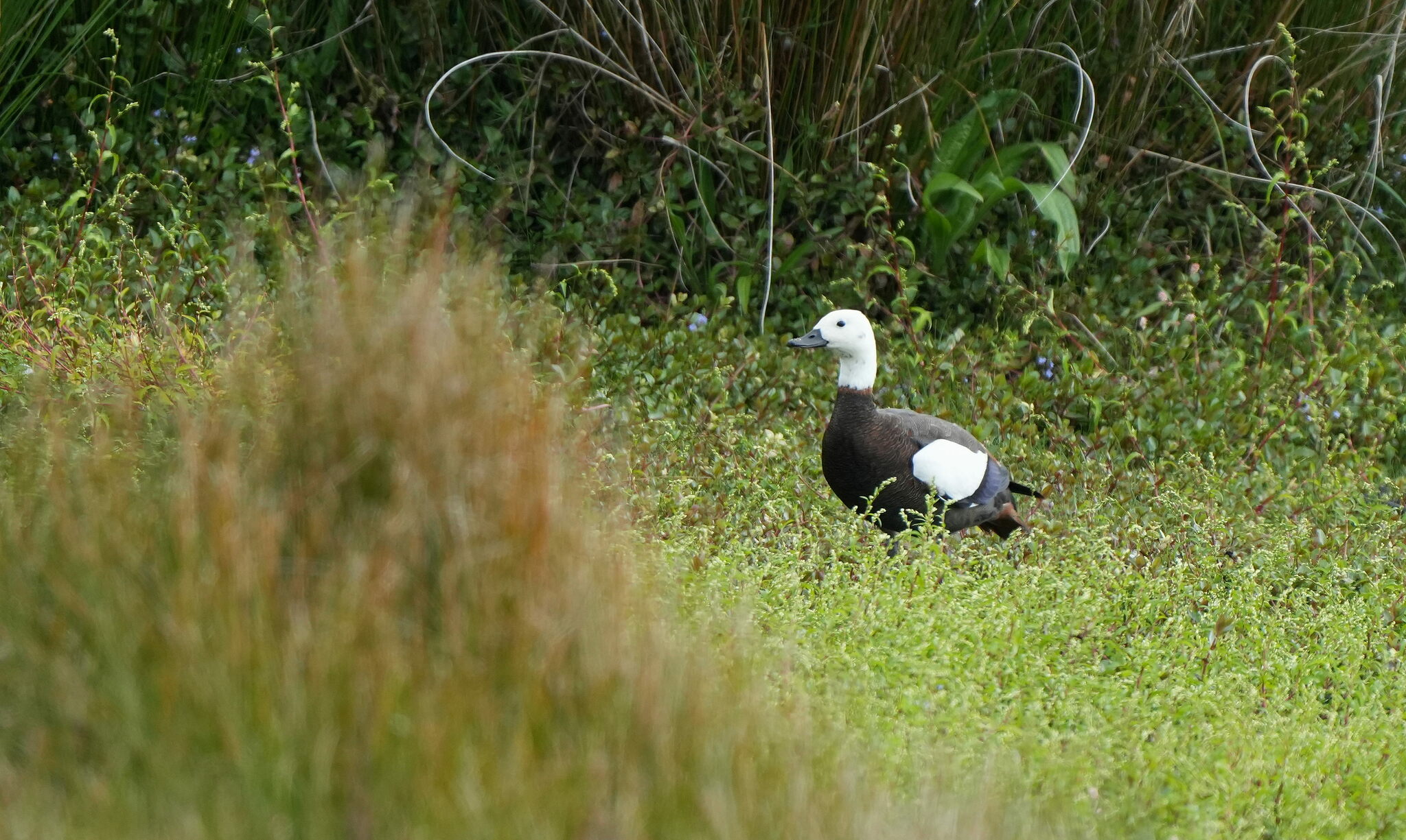 paradise shelduck, pato-do-paraíso, tadorne de paradis, tarro maorí
