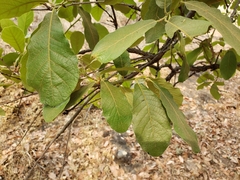 Quercus laeta