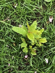 Angiospermae