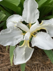 Iris tectorum