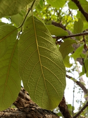 Quercus laeta