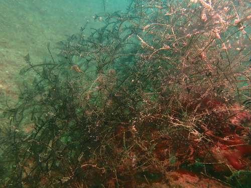 Lytocarpia nigra observed 2024-04-15