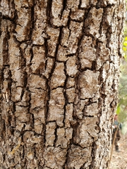 Quercus laeta