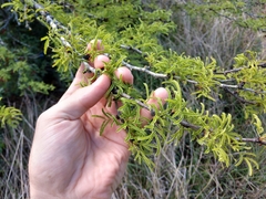 Vachellia schaffneri bravoensis