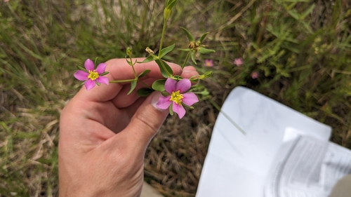 Sand Rose Gentian (Sabatia arenicola)