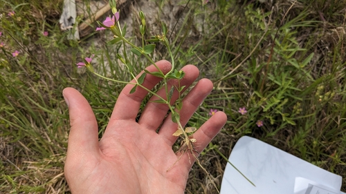Image of Sabatia arenicola by (c) Joseph Aubert, some rights reserved (CC BY)