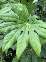 Fatsia