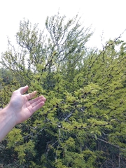 Vachellia schaffneri bravoensis