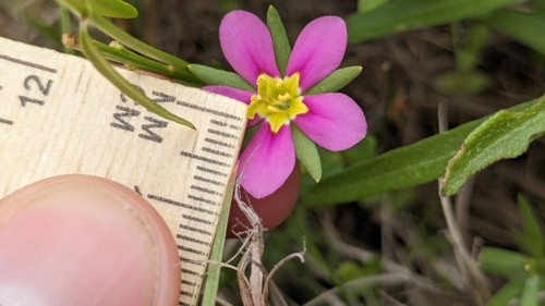 Image of Sabatia arenicola by (c) Joseph Aubert, some rights reserved (CC BY)