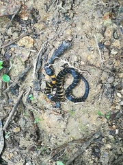 Erythrolamprus epinephalus pseudocobella