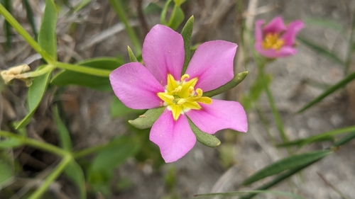 Image of Sabatia arenicola by (c) Joseph Aubert, some rights reserved (CC BY)