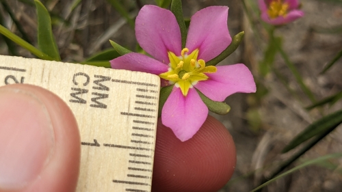 Image of Sabatia arenicola by (c) Joseph Aubert, some rights reserved (CC BY)