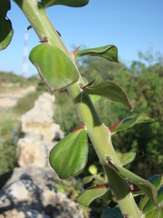 Pereskiopsis diguetii