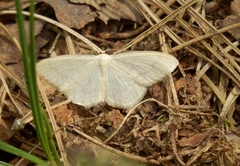 Scopula floslactata