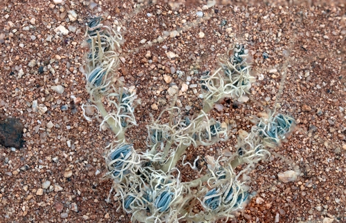 Curio corymbifer (DC.) Eggli